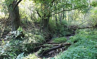 Das Naturschutzgebiet Heipker See in Leopoldshöhe bleibt für Wanderer und Radfahrer unzugänglich. - Martin Düsterberg Das Naturschutzgebiet Heipker See in Leopoldshöhe bleibt für Wanderer und Radfahrer unzugänglich. - Martin Düsterberg