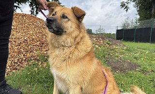 Hund "Basti" ist über eine Tierschutzorganisation von Rumänien nach Deutschland gekommen. - Sven Kienscherf