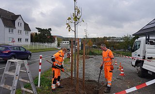 Die Mitarbeiter des Bauhofes bringen entlang der Bahnhofstraße 19 neue Winterlinden in die Erde. - Michaela Weiße