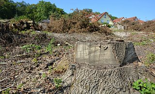 Die Bäume des kleinen Wäldchens waren zum überwiegenden Teil krank und mussten deshalb abgeholzt werden. - Karin Prignitz Die Bäume des kleinen Wäldchens waren zum überwiegenden Teil krank und mussten deshalb abgeholzt werden. - Karin Prignitz