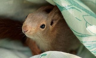 Vorsichtig lugt das Eichhörnchen aus der sicheren Deckung hervor. - Feuerwehr Lage Vorsichtig lugt das Eichhörnchen aus der sicheren Deckung hervor. - Feuerwehr Lage