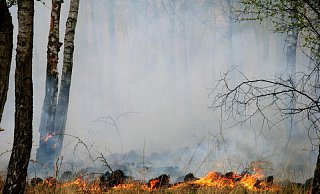 Ist es l&auml;nger trocken, wie derzeit, dann steigt die Waldbrandgefahr. Die Feuerwehr Lage hat spezielles Equipment, und derzeit werden Karten mit Waldrettungspunkten erstellt. - Wald und Holz NRW / T. Deckert