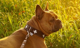 - Symbolfoto: Mylene2401 auf Pixabay - Symbolfoto: Mylene2401 auf Pixabay