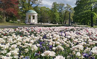 Diese Blütenpracht im noch geschlossenen Kurpark können Besucher ab dem morgigen Donnerstag selbst in Augenschein nehmen. - Staatsbad GmbH Diese Blütenpracht im noch geschlossenen Kurpark können Besucher ab dem morgigen Donnerstag selbst in Augenschein nehmen. - Staatsbad GmbH
