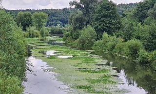 Die Wasserpest breitet sich mittlerweile nicht nur im Schiedersee, sondern auch in der Emmer aus. Das war allerdings auch im Jahr 2009 so, bevor die Umflut gebaut wurde. - Marianne Schwarzer