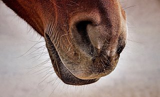Pferdebesitzer haben Sorge, dass ihre Tiere verletzt werden könnten. - Symbolfoto: Pixabay