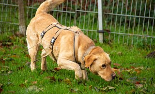 Die Labrador-Hündin Hanna sucht nach knapp einem Jahr im Tierheim endlich ein neues Zuhause. - Raphael Bartling