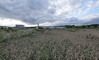 Die ehemalige Ausgleichsfläche für den bisherigen Industriepark (links Profectus und rechts Velosit im Hintergrund, ganz rechts an der Baumreihe die B239) soll Baufläche für Amazon werden. Derzeit wird sie nicht bewirtschaftet. Getreide und Wildpflanzen prägen das Bild. Foto: Jost Wolf - Jost Wolf