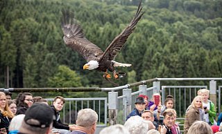 Noch bis kurz vor Weihnachten sollen auf der Adlerwarte Berlebeck täglich Flugshows angeboten werden. - Torben Gocke Noch bis kurz vor Weihnachten sollen auf der Adlerwarte Berlebeck täglich Flugshows angeboten werden. - Torben Gocke