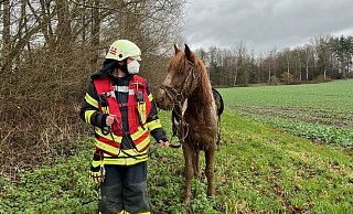 Dienstgruppenleiter Markus Rehfisch begleitet den Hengst vom Feld. Das Tier war in Papenhausen bis zur Brust im Matsch eingesunken. - Freiwillige Feuerwehr Bad Salzuflen Dienstgruppenleiter Markus Rehfisch begleitet den Hengst vom Feld. Das Tier war in Papenhausen bis zur Brust im Matsch eingesunken. - Freiwillige Feuerwehr Bad Salzuflen