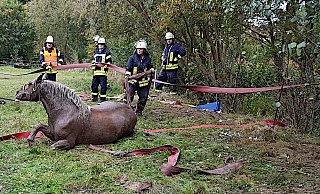 Pferderettung: Großtierretterin Birgit Niekamp von der Freiwilligen Feuerwehr Leopoldshöhe steht hinter dem eben aus dem Bett des Eselsbaches gezogenen Pferd. Weitere Einsatzkräfte halten einen Schlauch als provisorisches Gatter und schauen dem Versuch zu, das Pferd auf die Beine zu bringen. - Lars Koppmann/Freiwillige Feuerwehr Leopoldshöhe Pferderettung: Großtierretterin Birgit Niekamp von der Freiwilligen Feuerwehr Leopoldshöhe steht hinter dem eben aus dem Bett des Eselsbaches gezogenen Pferd. Weitere Einsatzkräfte halten einen Schlauch als provisorisches Gatter und schauen dem Versuch zu, das Pferd auf die Beine zu bringen. - Lars Koppmann/Freiwillige Feuerwehr Leopoldshöhe