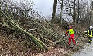 Mittwochmittag musste die Feuerwehr Horn Bad-Meinberg bereits einen Baum von einer Fahrbahn entfernen. "Es handelte sich um einen bereits geschnittenen und am Straßenrand abgelegten Baum, der aufgrund des Windes auf die Fahrbahn geweht war", teilt die Feuerwehr mit. - Feuerwehr Horn-Bad Meinberg