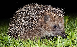 Igel sind dämmerungsaktiv und durchstreifen große Gebiete auf ihrer Suche nach Käfern, Spinnen oder Asseln. Sind zu dieser Zeit Mähroboter aktiv, kann das gefährlich für die Stacheltiere werden. - Nabu Lippe/ Hans Dudler Igel sind dämmerungsaktiv und durchstreifen große Gebiete auf ihrer Suche nach Käfern, Spinnen oder Asseln. Sind zu dieser Zeit Mähroboter aktiv, kann das gefährlich für die Stacheltiere werden. - Nabu Lippe/ Hans Dudler
