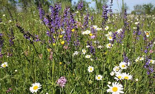Die EnttÃ¤uschung bei der CDU ist groÃŸ, dass statt eines BlÃ¼hstreifens nur Gras und Unkraut in Kalldorf zusehen sind. - Pixabay