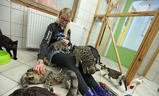 Freddy van der Hoeven vom Tierheim Bad Salzuflen kümmert sich liebevoll um elf kleine Katzen, die in einem der Räume an der Ziegelstraße zusammen leben. Der Tierschutzverein spricht sich klar für eine Kastrationspflicht für Freigänger aus. - Vera Gerstendorf-Welle Freddy van der Hoeven vom Tierheim Bad Salzuflen kümmert sich liebevoll um elf kleine Katzen, die in einem der Räume an der Ziegelstraße zusammen leben. Der Tierschutzverein spricht sich klar für eine Kastrationspflicht für Freigänger aus. - Vera Gerstendorf-Welle