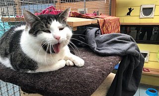 Auch diese Katze sucht derzeit ein Zuhause. - Sven Kienscherf Auch diese Katze sucht derzeit ein Zuhause. - Sven Kienscherf