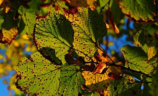 Die Blätter dieser Linde färben sich schon herbstlich. - Symbolfoto: Pixabay