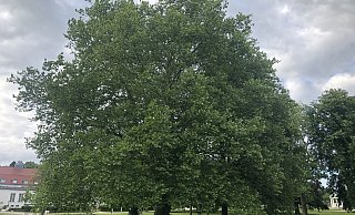 Auch die Bäume im Kurpark fallen unter die neue Baumerhaltungsrichtlinie. - Alexandra Schaller Auch die Bäume im Kurpark fallen unter die neue Baumerhaltungsrichtlinie. - Alexandra Schaller