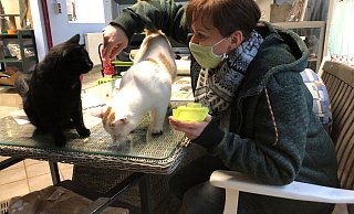 Suanne Baumgart füttert im Katzenhaus des Tierheims zwei Katzen. - Sven Kienscherf Suanne Baumgart füttert im Katzenhaus des Tierheims zwei Katzen. - Sven Kienscherf
