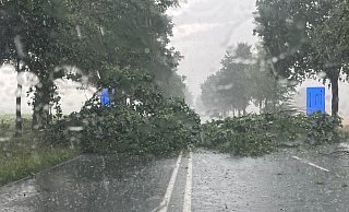 Ein Baum ist am Donnerstagnachmittag auf die Ostwestfalenstraße gestürzt. - Polizei Lippe Ein Baum ist am Donnerstagnachmittag auf die Ostwestfalenstraße gestürzt. - Polizei Lippe