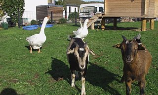 Die G&auml;nse und Zwergziegen leben friedlich zusammen in einem Gehege. - Wulf Daneyko