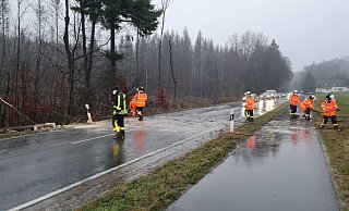 Umgestürzte Bäume haben die Feuerwehr beschäftigt. - Feuerwehr Horn-Bad Meinberg