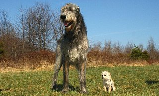Für Hunde soll eine Auslauffläche in Bad Saltzuflen ausgewiesen werden, fordert die SPD. Einen Bürgerantrag gibt es hierzu auch. - Symbolbild Pixabay Für Hunde soll eine Auslauffläche in Bad Saltzuflen ausgewiesen werden, fordert die SPD. Einen Bürgerantrag gibt es hierzu auch. - Symbolbild Pixabay