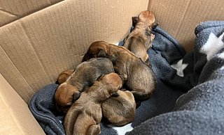 Fünf frisch geborene Hundewelpen der Rasse Rhodesian Ridgeback liegen in einem Karton. - -/Polizei Hagen/dpa Fünf frisch geborene Hundewelpen der Rasse Rhodesian Ridgeback liegen in einem Karton. - -/Polizei Hagen/dpa