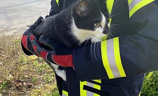 Erschöpft: Ein Feuerwehrmann hält die gerettete Katze im Arm. - Feuerwehr Dörentrup Erschöpft: Ein Feuerwehrmann hält die gerettete Katze im Arm. - Feuerwehr Dörentrup