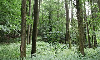Landesverband-Wald: CDU und Grüne wollen eine neue Zertifizierung. - Vera Gerstendorf-Welle