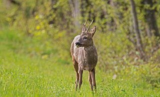 Symbolbild. - Pixabay Symbolbild. - Pixabay