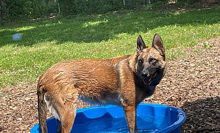 "Sasha" ist intelligent, freundlich und aktiv. Doch körperliche Einschränkungen machen es schwer, für die Malinois-Hündin ein Zuhause zu finden. - Tierheim Bad Salzuflen