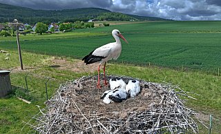 Diesen jungen Störchen in Elbrinxen geht es gut. Doch die harte, trockene Zeit hat den Storcheneltern das Leben schwer gemacht. - Robin Jähne Diesen jungen Störchen in Elbrinxen geht es gut. Doch die harte, trockene Zeit hat den Storcheneltern das Leben schwer gemacht. - Robin Jähne