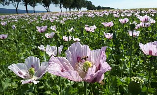 Die bl&uuml;henden Kalletaler Mohnfelder sind in jedem Jahr ein Besuchermagnet. - Archivfoto: Nadine Uphoff