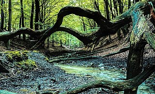 Wertvolles Feuchtgebiet: Der Haustenbach in der Senne führt zeitweise sehr wenig Wasser. Das Totholz zahlreicher Bäume liegt an den Ufern des Flusslaufs herum. - Förderverein Nationalpark Senne-Eggegebirge Wertvolles Feuchtgebiet: Der Haustenbach in der Senne führt zeitweise sehr wenig Wasser. Das Totholz zahlreicher Bäume liegt an den Ufern des Flusslaufs herum. - Förderverein Nationalpark Senne-Eggegebirge