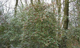 Wurde von den Vögeln bisher verschont: Dieser Ilex, in der Nähe der Externsteine, hat noch viele Beeren für die heimische Tierwelt übrig. Da die Beeren winterfest sind, können Vögel und Damwild lange davon zehren. Die Kombination aus rot und grün sorgt für schöne Farbtupfer im Wald. - Landesverband Lippe Wurde von den Vögeln bisher verschont: Dieser Ilex, in der Nähe der Externsteine, hat noch viele Beeren für die heimische Tierwelt übrig. Da die Beeren winterfest sind, können Vögel und Damwild lange davon zehren. Die Kombination aus rot und grün sorgt für schöne Farbtupfer im Wald. - Landesverband Lippe