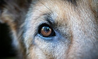 Der Hund hat nach Angaben der Polizei einen Köder gegessen, der mit Leberwurst gespickt war. - Symbolfoto: pixabay.com Der Hund hat nach Angaben der Polizei einen Köder gegessen, der mit Leberwurst gespickt war. - Symbolfoto: pixabay.com