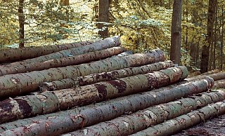 Erhebliche Schäden zeigt der Fichtenbestand im Blomberger Wald. - Symbolbild: Pixabay Erhebliche Schäden zeigt der Fichtenbestand im Blomberger Wald. - Symbolbild: Pixabay
