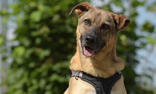 Hund "Ares" sucht ein neues Zuhause. - Sven Kienscherf Hund "Ares" sucht ein neues Zuhause. - Sven Kienscherf