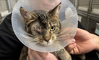 Katze "Gemma" trägt einen Trichter, damit sie sich nicht am operierten Auge kratzt. - Sven Kienscherf