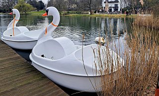 Nach Vorfällen mit einem echten Schwan auf dem Kurparksee wurde der vom Verein Arbeit-Werkstatt-Bildung betriebene Bootsverleih inzwischen komplett gestoppt. Ob und wie es 2026 weitergeht, ist ungewiss. - Annika Langhagel Nach Vorfällen mit einem echten Schwan auf dem Kurparksee wurde der vom Verein Arbeit-Werkstatt-Bildung betriebene Bootsverleih inzwischen komplett gestoppt. Ob und wie es 2026 weitergeht, ist ungewiss. - Annika Langhagel