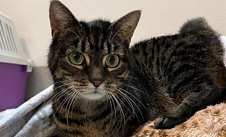 Mimmi sucht ein neues Zuhause. - Tierheim Detmold Mimmi sucht ein neues Zuhause. - Tierheim Detmold