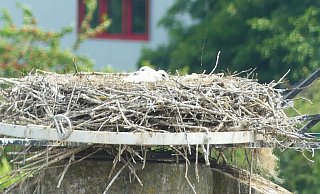Blick auf das Storchennest auf dem Schloss. - Landesverband Lippe