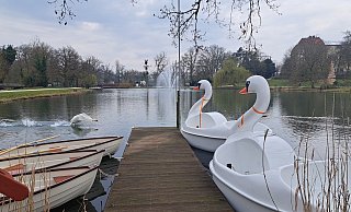 Bis auf Weiteres bleiben die Boote im Trockenen. Nur noch echte Schwäne sollen auf dem Kurparksee schwimmen. - Annika Langhagel Bis auf Weiteres bleiben die Boote im Trockenen. Nur noch echte Schwäne sollen auf dem Kurparksee schwimmen. - Annika Langhagel