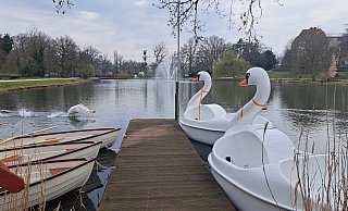 Schwäne unter sich: Kaum hatten die Verantwortlichen des Vereins Arbeit, Werkstatt, Bildung (AWB) die Köpfe auf die neuen Tretboote montiert, reagierte der echte Schwan irritiert. - Annika Langhagel Schwäne unter sich: Kaum hatten die Verantwortlichen des Vereins Arbeit, Werkstatt, Bildung (AWB) die Köpfe auf die neuen Tretboote montiert, reagierte der echte Schwan irritiert. - Annika Langhagel