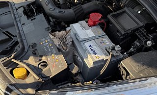 Erst im März wurde eine Katze aus dem Motorraum eines Autos in Bad Salzuflen befreit. - Archivfoto: Feuerwehr Bad Salzuflen (Symbolbild)