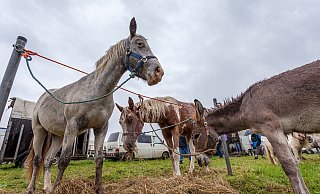Tier ohne Mensch im Regen: Beim Viehmarkt machen sich die Besucher und die Aussteller gleichermaßen rar. - Torben Gocke Tier ohne Mensch im Regen: Beim Viehmarkt machen sich die Besucher und die Aussteller gleichermaßen rar. - Torben Gocke