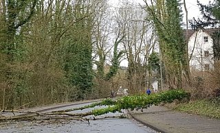 Ein umgefallener Baum behindert den Straßenverkehr in Nordlippe. - TV Freitag Ein umgefallener Baum behindert den Straßenverkehr in Nordlippe. - TV Freitag