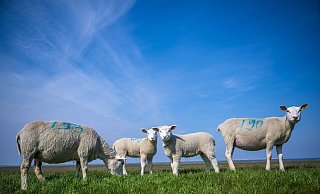 Schafe und Lämmer stehen auf einer Wiese. - Sina Schuldt/dpa Schafe und Lämmer stehen auf einer Wiese. - Sina Schuldt/dpa