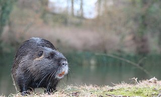 Die Nutria, hier im vergangenen Jahr am Detmolder Schlossgraben fotografiert, hat Ähnlichkeit mit dem Biber und mit der Bisamratte. Das Nagetier stammt ursprünglich aus Amerika und hat sich durch den Einfluss des Menschen auf anderen Kontinenten verbreitet. - Archiv: Martin Hostert